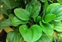 4 loại lá dân dã quen thuộc giúp giải đôc, làm sạch phổi