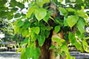 Trồng cây này trước nhà giúp chúng ta thức tỉnh, hướng thiện, chân lý thông suốt và giác ngộ