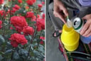 4 loại “nước thần” giúp hoa nở rực rỡ, tưới mỗi 7 ngày là cây khỏe, hoa đẹp bền lâu