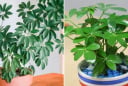 Người mệnh nào hợp trồng cây ngũ gia bì nhất?