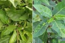 Việt Nam có 1 loại lá ăn tươi hay phơi khô đun nước uống đều tốt, giúp dưỡng gan, hạ đường huyết
