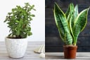 3 loại cây nên trồng vào mùa thu vừa xanh tốt vừa mang lại tài lộc giúp gia chủ tiền đẻ ra tiền