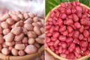 Lạc trắng và lạc đỏ, loại nào ngon hơn?