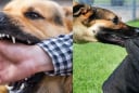 Cách phòng tránh chó cắn và bệnh dại: Những điều cần biết để bảo vệ bản thân