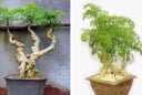 Cây đinh lăng trồng trước nhà có thật sự mang lại cát khí?