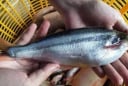 Loại cá từng bị chê rẻ bèo, nay thành đặc sản phố thị giá 200.000 đồng/kg