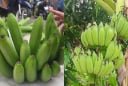 Những lưu ý chọn chuối thắp hương để hợp phong thủy, rước may mắn, tránh xui xẻo