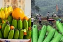Tháng 7 âm lịch, tảo mộ người thân tránh mang chuối ra thắp hương, người xưa đã dặn, vì sao lại thế?