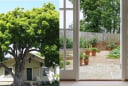 Vì sao người xưa sợ' Cây lớn trước nhà, cửa lớn sau nhà'? Lý giải từ phong thủy tới thực tiễn