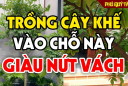 2 vị trí trồng khế trong nhà hút tài lộc, con cái 3 đời vang danh, Tiền chảy về tới tấp