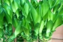 Lá vàng, rễ yếu? Chỉ cần phun bia 10 ngày/lần, cây phát lộc xanh mướt, bật rễ thẳng tắp như phép màu