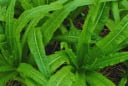 Loại rau giàu canxi gấp 36 lần canh xương: Ăn chín hay sống đều tốt mà nhiều người bỏ qua