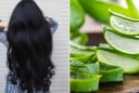 5 cách dùng nha đam cho tóc yếu, gãy rụng, giúp tóc con mọc ầm ầm