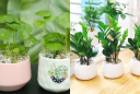 5 loại cây trồng giúp trấn trạch giữ nhà, chiêu tài hút lộc: Trong nhà có một chậu cũng đủ 'hốt bạc'
