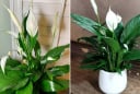 Trồng cây Lan Ý trong nhà có ảnh hưởng gì đến phong thủy?