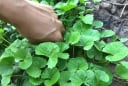 3 loại rau rẻ hơn thịt - bổ hơn thuốc, mọc dại đầy vườn mà nhiều người nhổ bỏ