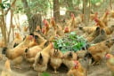 Cặp vợ chồng không thể ly hôn vì tranh chấp... 53 con gà, con vịt