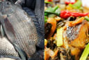 Loại cá vượt mặt cá hồi về protein và giá trị dinh dưỡng: Giá rất rẻ, chợ Việt nào cũng bán