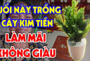 Người thuộc 2 mệnh đại kỵ cây kim tiền: Đừng dại trồng trong nhà