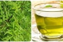 Uống nước lá đinh lăng hàng ngày có tốt không?