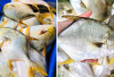 Loại cá thuộc top cá biển ngon nhất, thịt thơm ngon, ít xương: Giá cực rẻ, ra chợ thấy phải mua liền