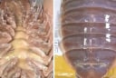 Loại hải sản “nhà giàu” tại Việt Nam: Giá 4 triệu đồng/con vẫn gây tranh cãi mạnh mẽ