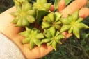 Loại nông sản Việt Nam được Trung Quốc săn lùng: Hiếm có trên thế giới, giá trị xuất khẩu cao