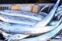 6 loại cá biển quý hiếm không nuôi được nhân tạo, thịt ngon hiếm có khiến dân sành ăn săn lùng