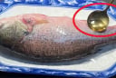 Rã đông cá đừng thả vào nước lạnh: Muốn nhanh, cá chắc thịt chỉ cần 1 bước này