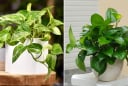 3 người không nên trồng cây trầu bà kẻo phá tài, tán lộc