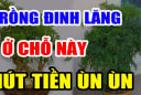 Cây Đinh Lăng trấn giữ của cải đừng trồng linh tinh: Trồng ở vị trí này giàu có 3 đời không biết quá phí