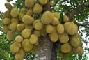 3 loại cây trồng trong nhà nên giữ lại, cây càng lâu năm càng mang lại nhiều tài lộc