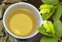 5 người này uống nước lá ổi là Thần Dược: Vừa trẻ, vừa khỏe, lợi đủ đường