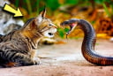 Mèo nhà rất lành nhưng rắn thấy là sợ, kể cả rắn độc: Hóa ra chúng có 1 thứ này
