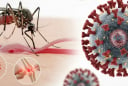 Bệnh Chikungunya đang có xu hướng bùng phát: Cảnh báo 2 nhóm người có nguy cơ mắc bệnh nặng hơn