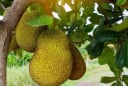 Lời dặn của Tổ tiên: Vì sao không nên trồng cây mít trước nhà, không thắp hương quả mít?