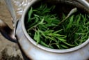 Uống nước lá đinh lăng cực hại với 2 người này, hãy tránh xa!