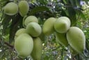 4 loại cây trồng trước nhà hút vượng khí, tụ tài lộc, gia chủ giàu nhanh như gió