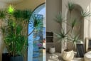 4 loại cây Trấn Trạch, hút tài lộc, người giàu rất thích để trong nhà