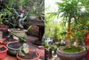 Từ luỹ tre đầu làng thành chậu cây bonsai: Giữ hồn quê, mang lại may mắn và tài lộc