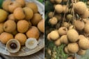 Mẹo bảo quản nhãn, để cả tuần vẫn tươi ngon, mọng nước như vừa hái