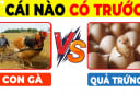 Quả trứng có trước hay con gà có trước: Đã tìm ra đáp án chính xác