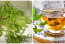 Uống nước lá đinh lăng cực tốt với 3 người này, đừng bỏ phí!