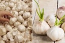 Vì sao tỏi trong siêu thị không bị mọc mầm, vừa mua về nhà mầm đã lên ầm ầm?