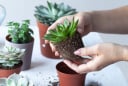5 loại cây cảnh phong thủy để bàn được là 'trợ thủ đắc lực' cho dân văn phòng, thư giãn, hút tài lộc