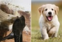 Điềm báo lộc bất tận hưởng: 5 con vật này vào nhà là tiền vào như nước