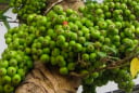 Loại quả giá vài nghìn được ví như 'tiên dược' là 'nhân sâm của người nghèo': 4 lý do nên ăn mỗi ngày