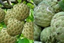 Muốn chọn quả Na ngon, thơm ngọt ngon, dày thịt ít hạt nhớ nhìn điểm này