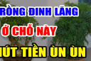 Cây Đinh Lăng trấn giữ của cải đừng trồng linh tinh: Đây chính là vị trí tốt nhất, ai không biết quá phí