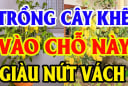 Cây Khế tượng trưng cho Kim Tiền đừng trồng linh tinh: Đây chính là vị trí tốt nhất, ai không biết quá tiếc